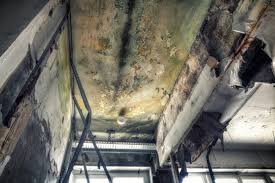 Best Commercial Mold Inspection  in Cameron, WI